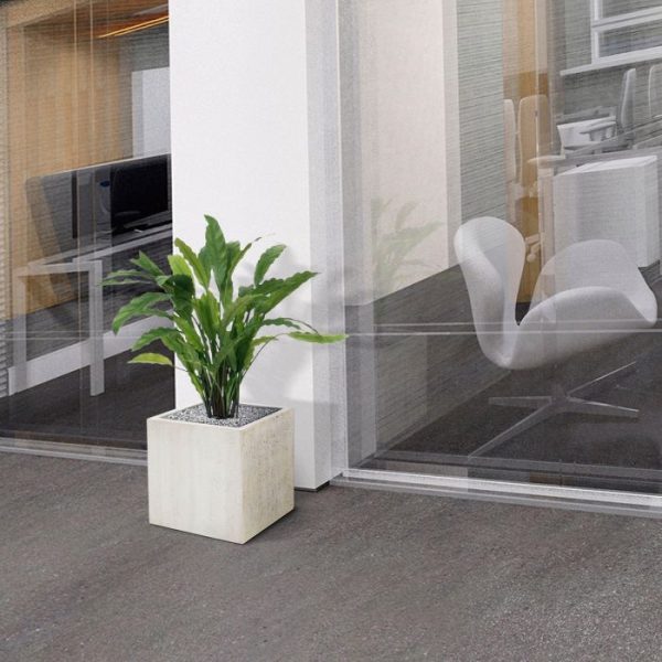 Calathea-groen-60cm-7 Calathea groen 60cm 7