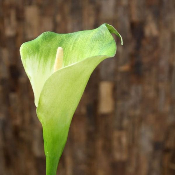 maar heeft zijn weg sinds de 18e eeuw al in Europa gevonden. De Calla wordt door sommigen ook de 'bekerplant' genoemd en kent verschillende kleuren. Deze schitterend nagemaakte kunstbloem is bij ons verkrijgbaar in het wit-groen en in het roze. De steelbloem heeft een lengte van ongeveer 55 cm. De breedte van de kelk is ongeveer 6