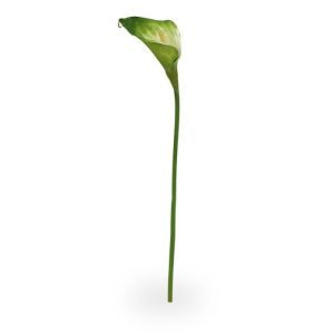 Deze elegante Calla vindt zijn oorsprong in Zuid Afrika
