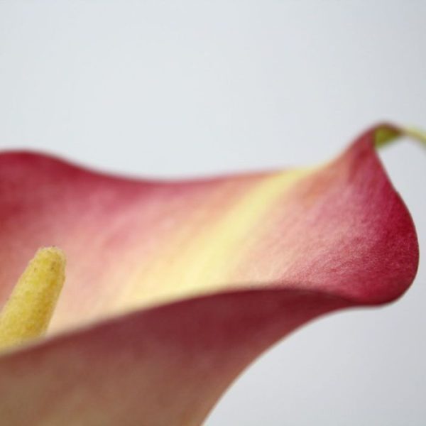 Kunstbloemen maar heeft zijn weg sinds de 18e eeuw al in Europa gevonden. De Calla wordt door sommigen ook de 'bekerplant' genoemd en kent verschillende kleuren. Deze schitterend nagemaakte kunstbloem is bij ons verkrijgbaar in het wit-groen en in het roze. De steelbloem heeft een lengte van ongeveer 55 cm. De breedte van de kelk is ongeveer 6