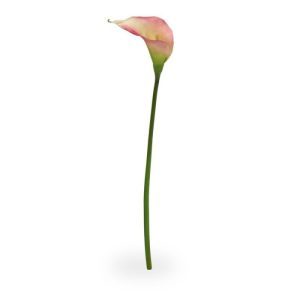 Deze elegante Calla vindt zijn oorsprong in Zuid Afrika