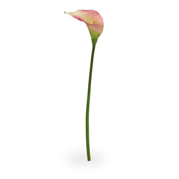 Calla kunst steelbloem 55 cm rose Deze elegante Calla vindt zijn oorsprong in Zuid Afrika