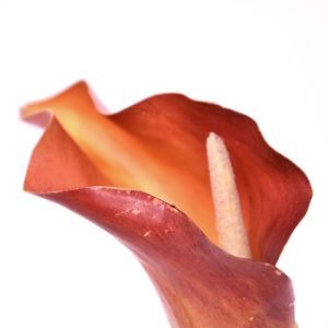 Deze elegante Calla kunstbloem vindt zijn oorsprong in Zuid Afrika