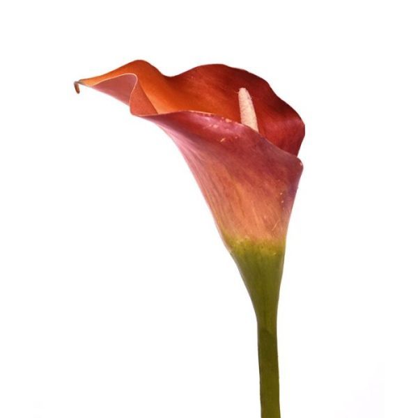 Calla kunstbloem deluxe 55 cm oranje 4
