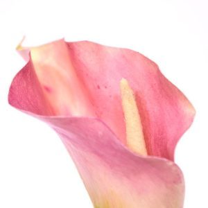 Deze elegante Calla kunstbloem vindt zijn oorsprong in Zuid Afrika