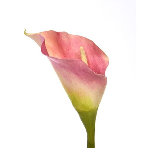 Calla kunstbloem deluxe 55 cm rose 4