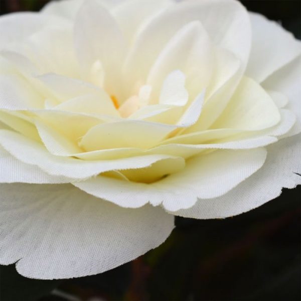 Camelia-Japonica-Kunstplant-Deluxe-100-cm-creme-3 is het een schitterende bloeiende decoratie! Standaard wordt deze boom in een plastic pot geleverd.