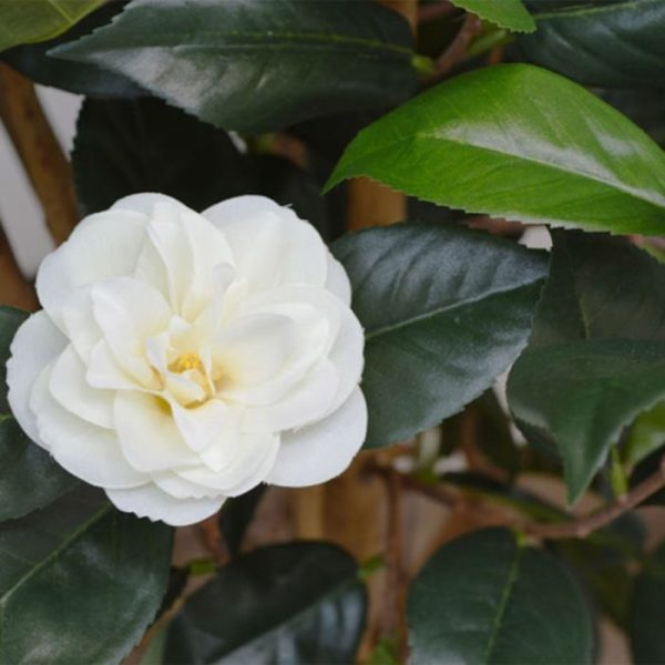 Camelia-Japonica-Kunstplant-Deluxe-100-cm-creme-5 Camelia Japonica Kunstplant Deluxe 100 cm creme 5