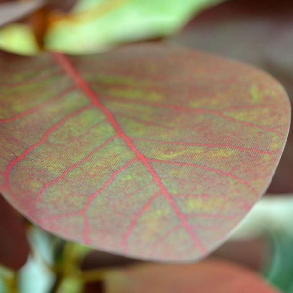 Cercis Canadensis kunsttak 80 cm rood 3