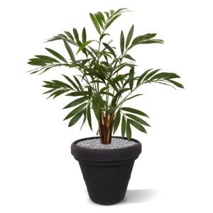 De Chamaedoria Palm dankt zijn naam aan het feit dat deze palm zich ondergronds al vertakt en met meerdere stengels uit de grond groeit. Deze prachtige kunst palmboom heeft ook meerdere stengels en breed uitwaaierende bladeren. Speciale aandacht is uitgegaan naar de afstervende delen van de stengels