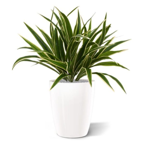 Kunstplanten of met meerdere als arrangement in een mooie schaal