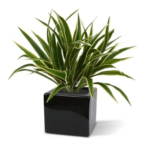 Chlorophytum-S-30-cm-in-10-cm-pot-3 Chlorophytum S 30 cm in 10 cm pot 3
