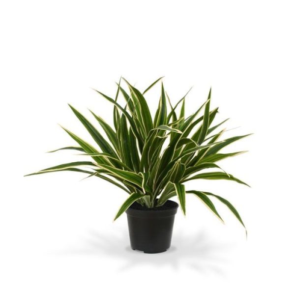 Chlorophytum-S-30-cm-in-10-cm-pot-8 Chlorophytum S 30 cm in 10 cm pot 8
