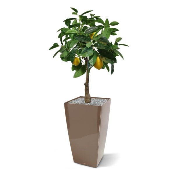 heeft een breedte van ongeveer 50 cm en wordt standaard geleverd in een plastic binnenpot met vaste vulling. Deze is eenvoudig in een sierpot te plaatsen. De afgebeelde sierpotten zijn tegen meerprijs leverbaar.