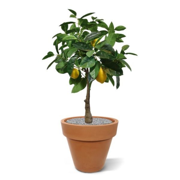 Citroen kunstplant 70 cm 8