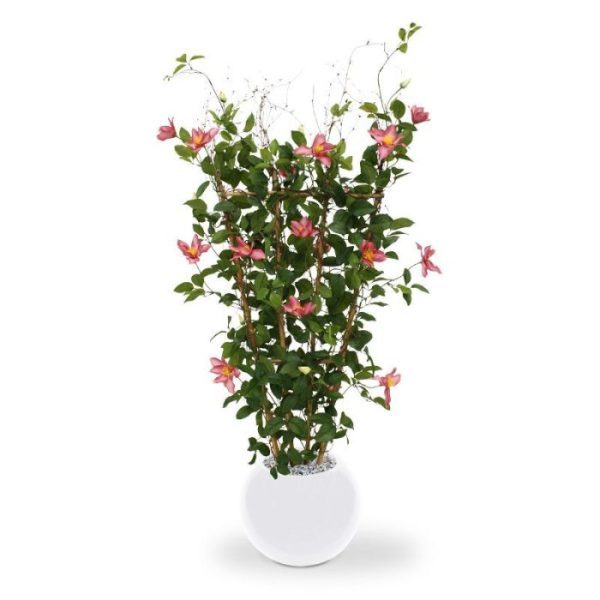 Clematis-Heg-125-cm-rose-10 Clematis Heg 125 cm rose 10