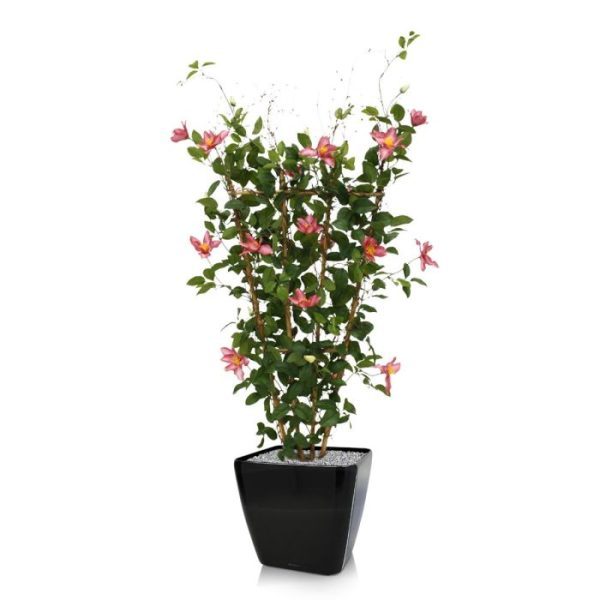 Bloeiende kunstbomen entree of horeca. De hoogte van de semi-kunst Clematis is 125 cm