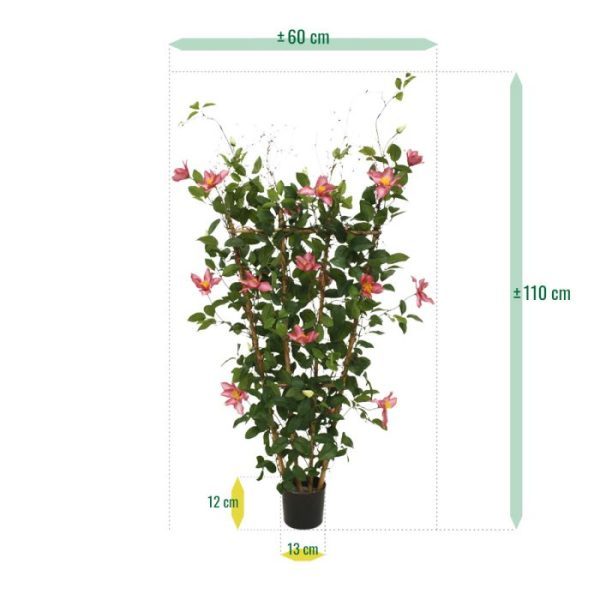 Clematis-Heg-125-cm-rose-5 Clematis Heg 125 cm rose 5