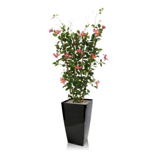 Clematis Heg 125 cm rose De Clematis kunstheg 125 cm rose is gemaakt rond een raamwerk van bamboe waaraan de klimplant zijn vorm ontleent. De kunstplant wordt gekenmerkt door haar bloeiende kelk bladeren