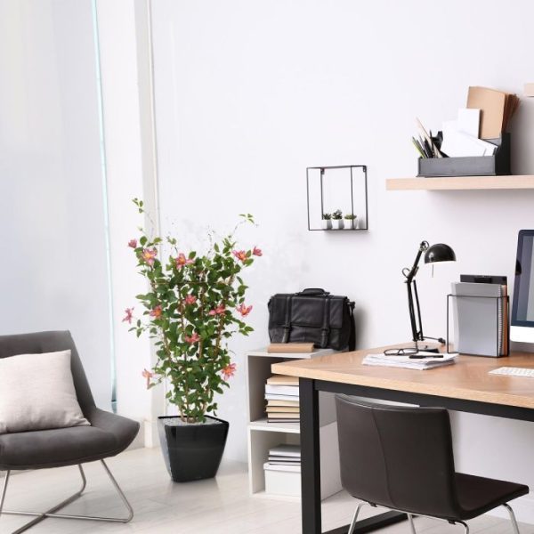 Clematis-Heg-125-cm-rose-7 Clematis Heg 125 cm rose 7