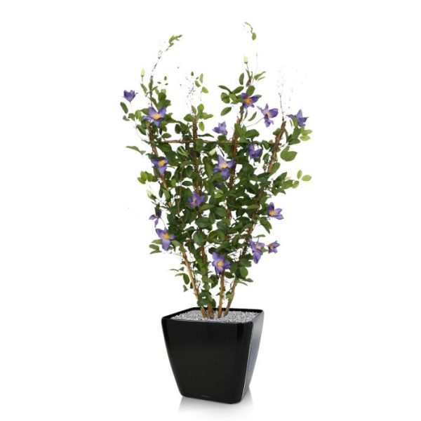 Clematis-kunstheg-125-cm-paars-3 de breedte is circa 75 cm. en leverbaar in het paars en rose. Standaard wordt de kunstklimplant in een zwarte pvc pot geleverd zodat hij makkelijk in een sierpot te plaatsen is.