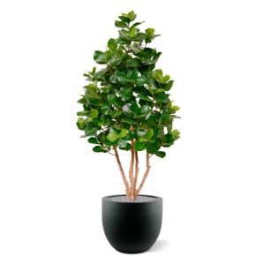 De Clusia Deluxe 120 cm is een mooie kunstboom