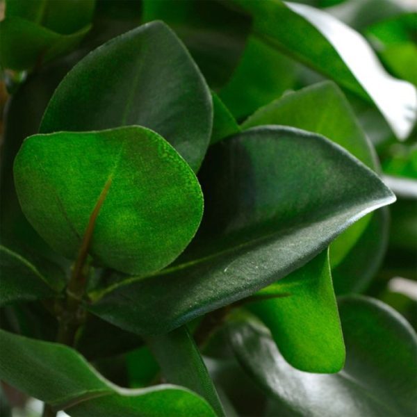 Clusia Deluxe kunstboom 120 cm 4