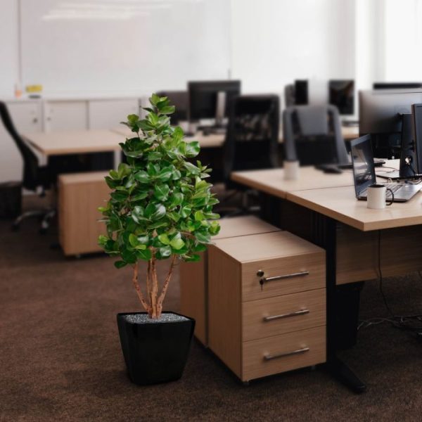 Clusia Deluxe kunstboom 120 cm 7