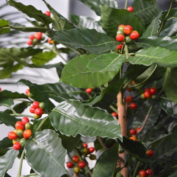85 cm breed en leent zich bijzonder goed voor presentatie in hoge en lage sierpotten. Standaard wordt de boom in een plastic binnenpot geleverd.