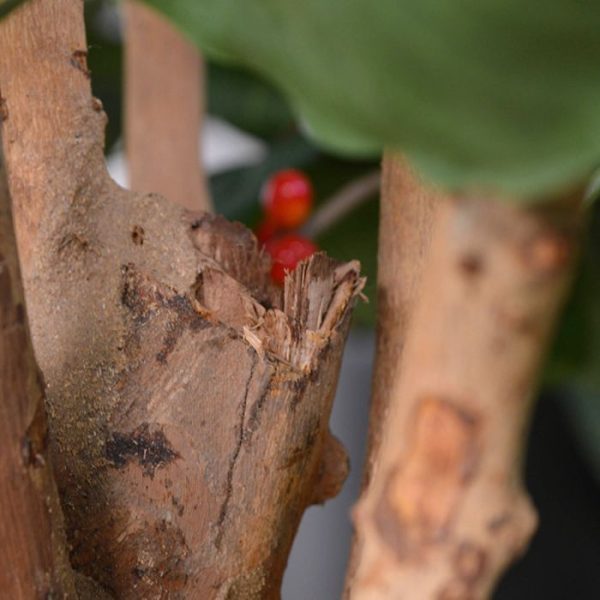 Coffee Arabica Deluxe 150 cm N 5