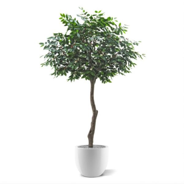 Kunstbomen welke bekend staat om zijn productie van koffiebonen.   Door zijn dichte bladstructuur