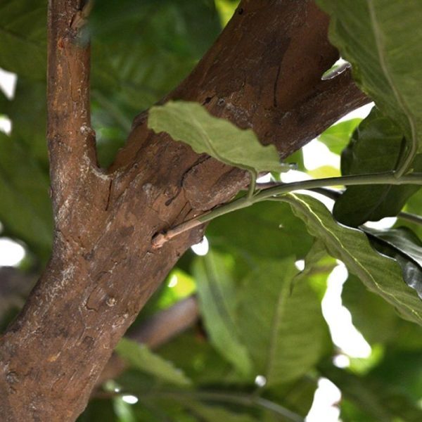 Coffee-Arabica-Giant-kunstboom-320-cm-4 ziet het geheel er bijzonder natuurgetrouw en luxe uit.   De kunstboom is ongeveer 320 cm hoog