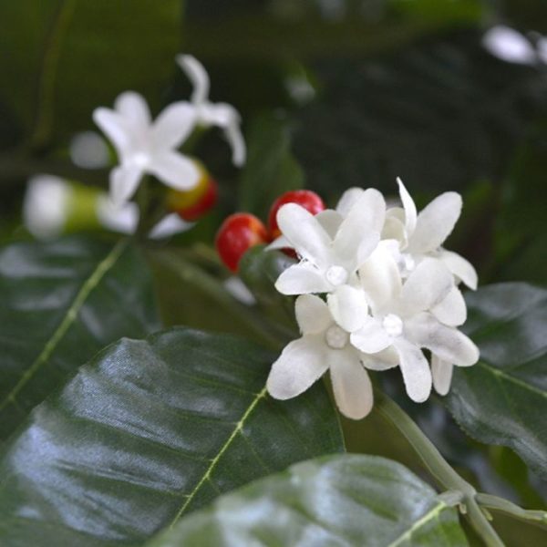 Coffee-Arabica-Giant-kunstboom-320-cm-5 ongeveer 170 cm breed en leent zich bijzonder goed voor presentatie in hoge en lage sierpotten.   Standaard wordt de boom in een plastic binnenpot geleverd. De afgebeelde sierpotten zijn tegen meerprijs leverbaar.