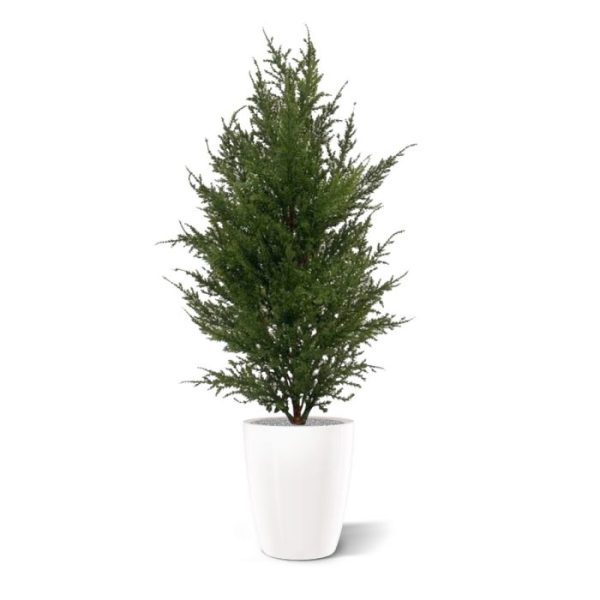 maar voelt ook nog eens echt aan!   Deze kunst Conifeer 50 cm in plastic binnenpotje is gemaakt van een kwalitatief