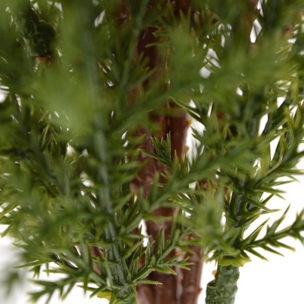 Conifeer 50 cm in binnenpot 5