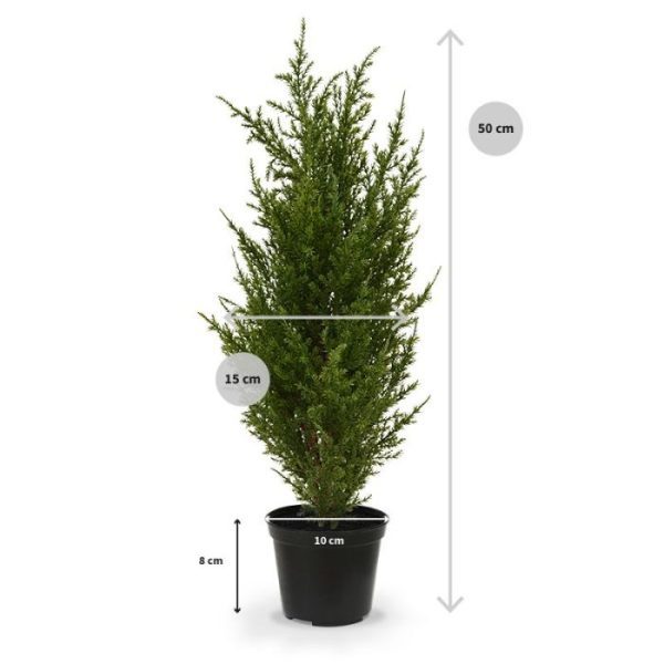 Conifeer 50 cm in binnenpot 6