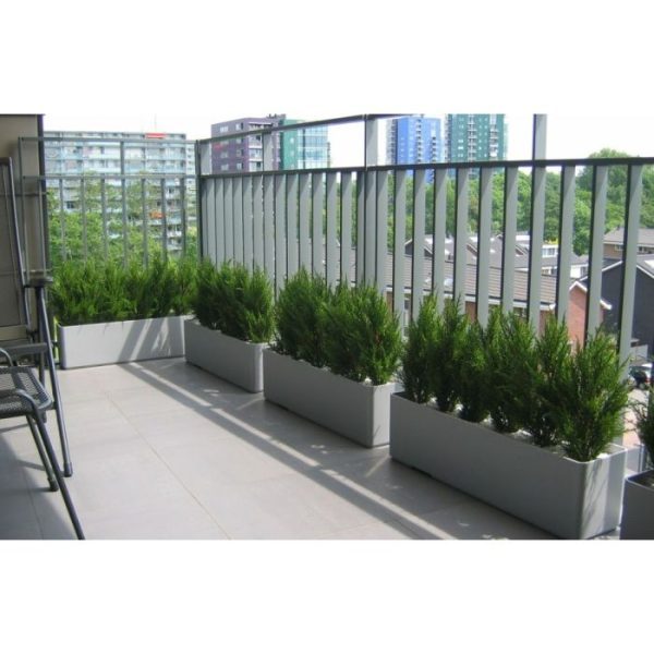 Conifeer 50 cm in binnenpot 9