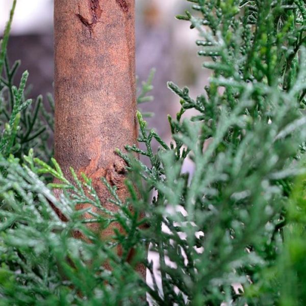 Conifeer-Alumi-Bal-x2-145-cm-UV-4 de diameter van de bovenste bol is ongeveer 55 cm