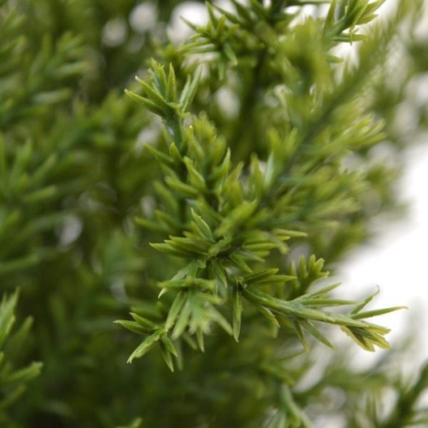 Conifeer-boeket-56-cm-UV-3 waardoor de steker geschikt is voor zowel binnen als buiten. Met meerdere opgestoken in een bak is deze natuurlijk ogende Thuja in de tuin goed te combineren met bijvoorbeeld de hogere Conifeer Deluxe. Deze steker is ongeveer 56 cm hoog