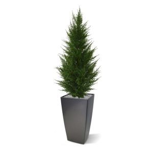 Deze UV bestendige Conifeer kunstplant Deluxe 85 cm is een mooie aanvulling op het buiten assortiment kunstplanten. Dit vernieuwde model is qua structuur extra dicht waardoor de Conifeer er heel natuurlijk uit ziet. De stam heeft een ijzeren kern omkleed met kunststof. Door de uv protector is deze plant uitmate geschikt om buiten in de tuin of op balkon te gebruiken. Omdat de UV-protector in de grondstof van de kunststof is verwerkt kunnen wij de garantie geven dat deze kunstplant gedurende 8 jaar lang niet verkleurt! Met een hoogte van ongeveer 85 cm kan de Conifeer zowel in een hoge als in een lage sierpot gepresenteerd worden. De breedte bedraagt ongeveer 30 cm. De kunst Conifeer wordt geleverd in een standaard plastic binnenpot zodat deze eenvoudig in een sierpot te plaatsen is.