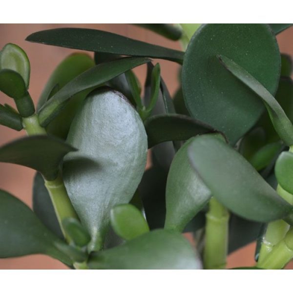 Crassula Boeket 30 cm Het Crassula kunstboeket