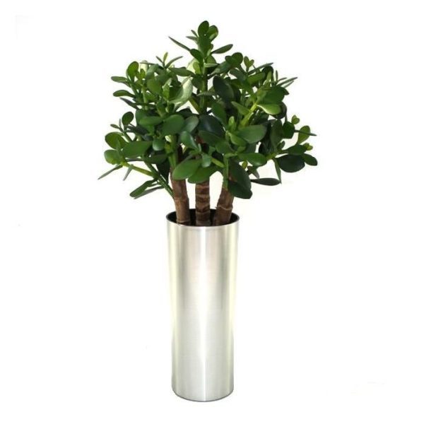 met deze cactusachtige kunstplant kun je perfect combineren. De diameter van de Crassula is ±30cm en de hoogte inclusief de binnenpot is ±40cm. Standaard wordt de kunstplant geleverd in een 12cm plastic binnenpot zodat deze eenvoudig in een sierpot te plaatsen is. De afgebeelde sierpotten kunnen los besteld worden.Tevens leverbaar in 70cm.