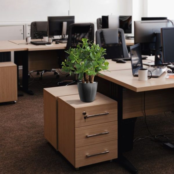 Crassula vetplant 40cm 5