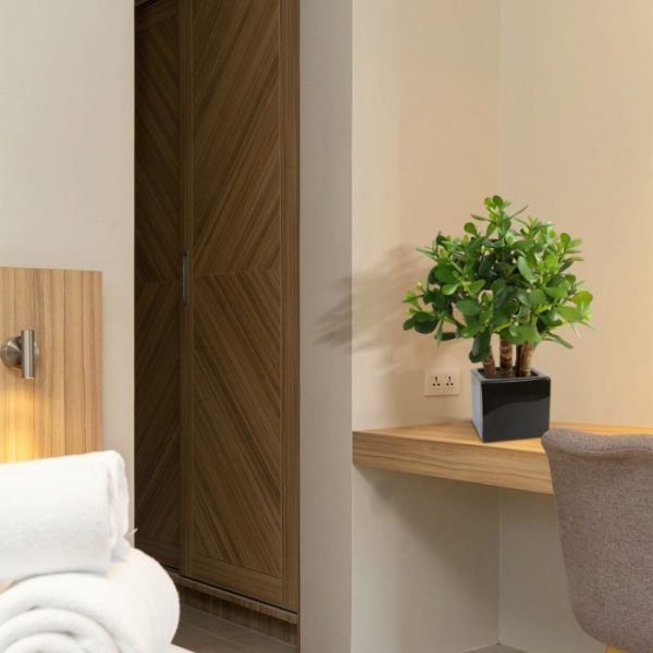 Crassula vetplant 40cm 6