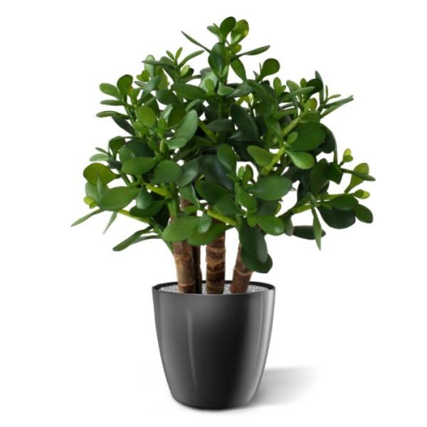 De Crassula kunstplant