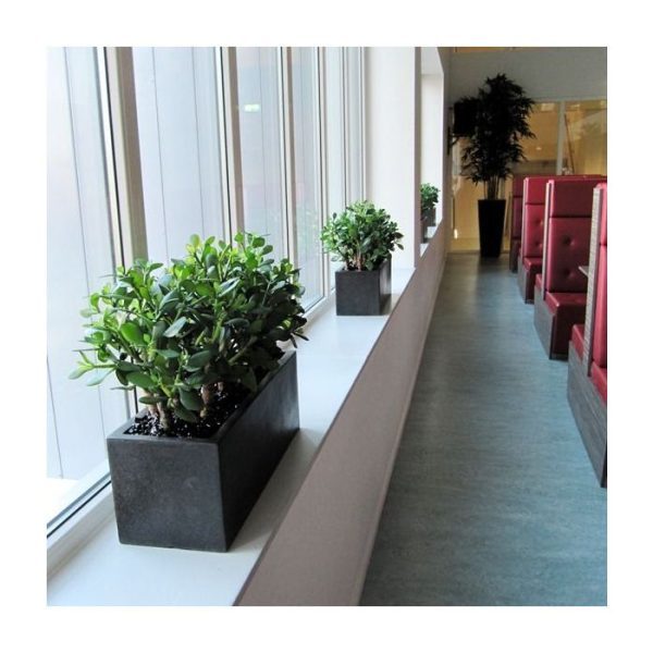 Crassula vetplant 40cm 7