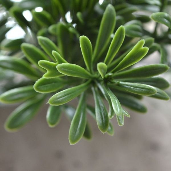 Crossostephium Kunsttak 45 cm UV 5