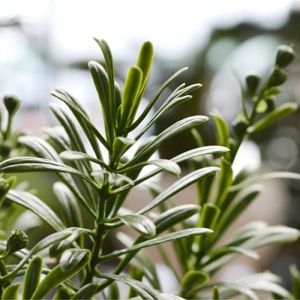 Deze uv bestendige Crossostephium Tak 45 cm is een vetplantje dat tot de familie van de madeliefjes behoort en kan buiten gebruikt worden. Omdat de UV-protector in de grondstof van de kunststof is verwerkt kunnen wij de garantie geven dat dit kunstboeket gedurende 8 jaar lang niet verkleurt! Deze trendy 'Crosso' kunsttak is met zijn vele smalle blaadjes perfect geschikt op tafel en in arrangementen ter decoratie van horeca gelegenheden. De totale lengte van de tak is ongeveer 47 cm en de diameter is zo'n 16 cm. De kunstplant worden standaard als losse steker geleverd