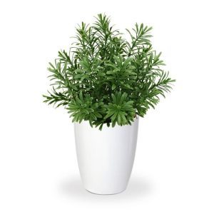 Het Crossostephium kunst vetplantje dat tot de familie van de madeliefjes behoort. Deze trendy 'Crosso' kunstplant is met zijn vele smalle blaadjes perfect geschikt op tafel of in de vensterbank en ter decoratie in horeca gelegenheden. De hoogte van de plant is ongeveer 28 cm en de diameter is zo'n 20 cm. De kunstplanten worden standaard in een 10 cm plastic binnenpotje geleverd