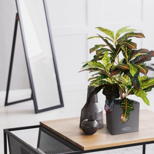 Croton-Windowplant-50cm-4 Croton Windowplant 50cm 4